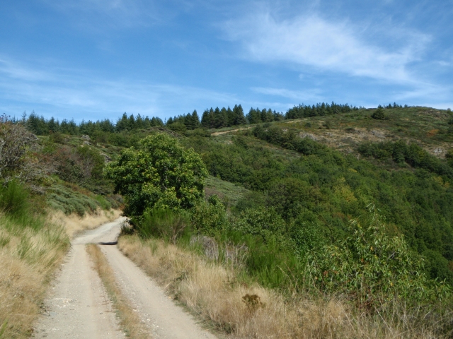 la route forestière de la Barrière