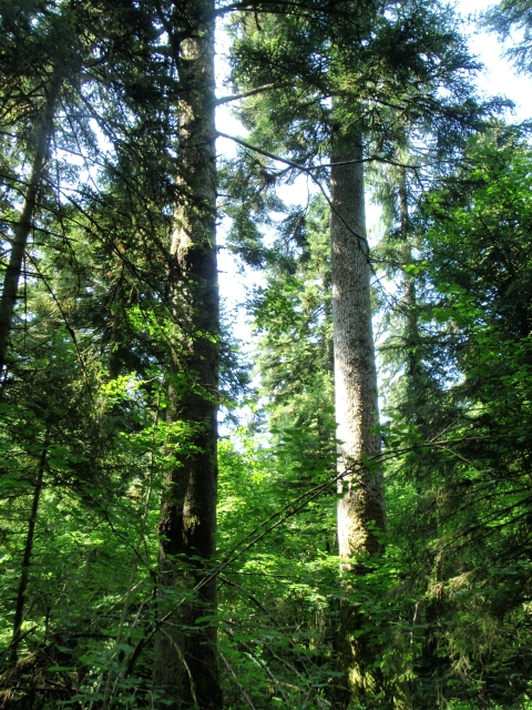 les sapins de la Glacière