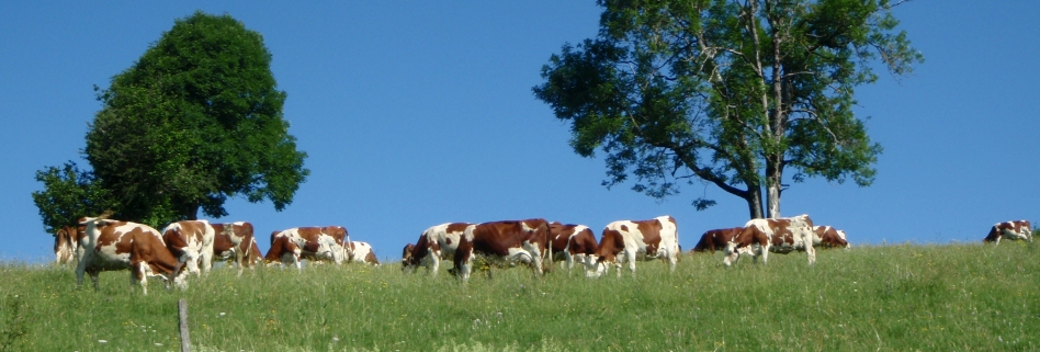 vaches