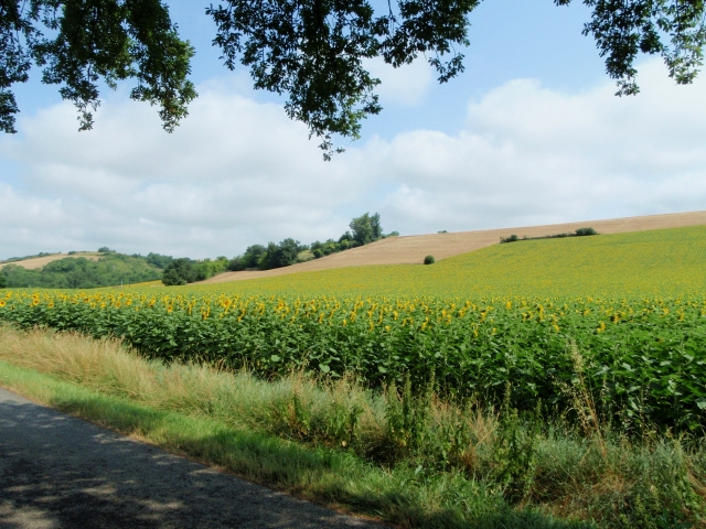 les paysages vallonées de Mirepoix