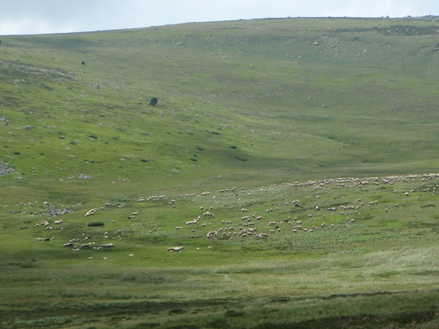 les sources du Tarn, à plus de 1 550 m d'altitude