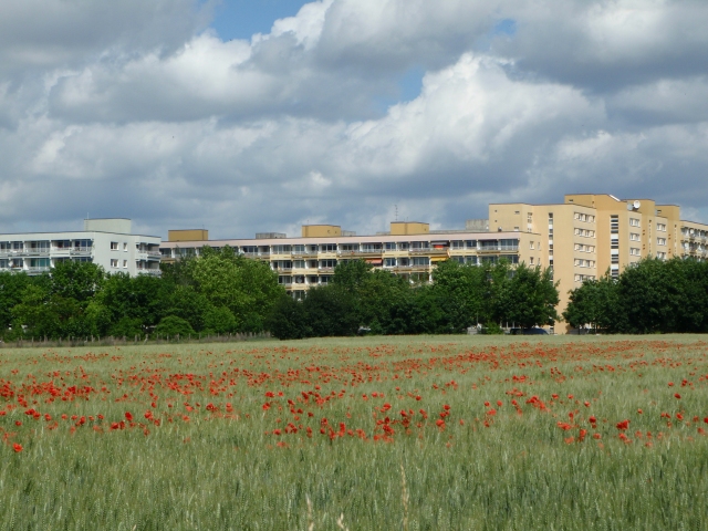 des champs de céréales aux portes de Berlin