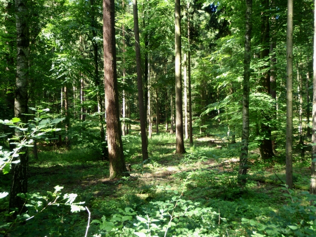 dans les bois de Chorin