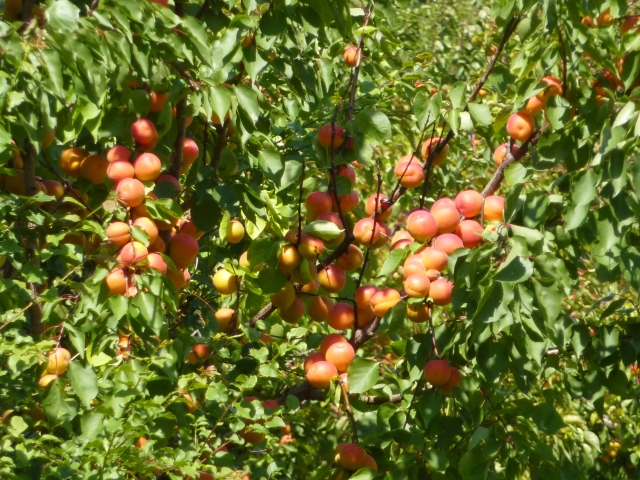 les délicieux abricots du Valais