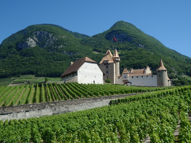 le château d'Aigle et son vignoble