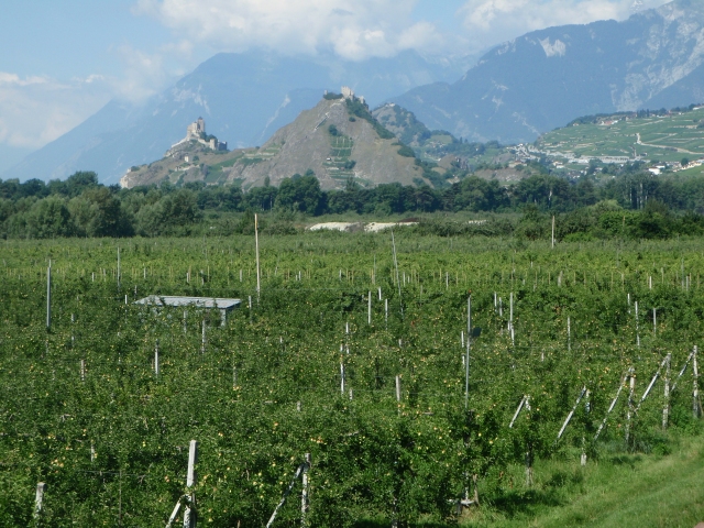 les vergers et les collines de Sion